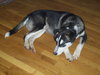 Dudley - Application Pending
