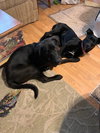 Seattle - (Courtesy Post) City Pup Litter