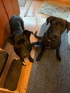 Seattle - (Courtesy Post) City Pup Litter