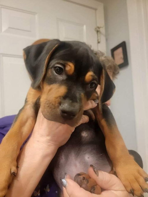 Greg— Happy Hound Litter