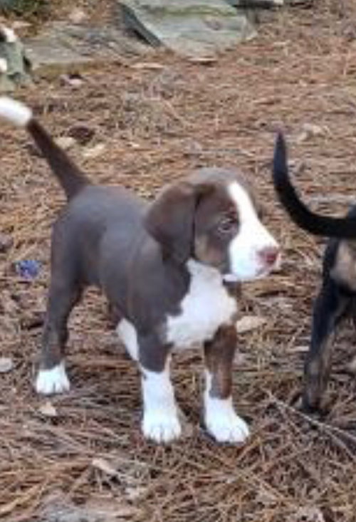 Cindy - Happy Hound Litter