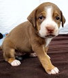 Cindy - Happy Hound Litter