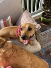 Roxie