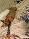 Roxie