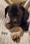 Rey: Star Wars Litter