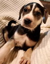 Chewie: Star Wars Litter