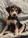 Chewie: Star Wars Litter