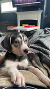 Chewie: Star Wars Litter