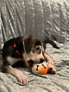 Chewie: Star Wars Litter