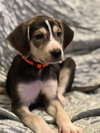 Chewie: Star Wars Litter