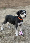 Chewie: Star Wars Litter
