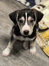 Chewie: Star Wars Litter