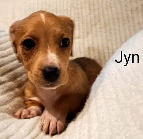 Jyn: Star Wars Litter