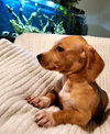 Jyn: Star Wars Litter