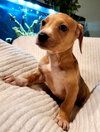 Jyn: Star Wars Litter