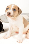 CareBear - Holly's Litter