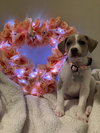 CareBear - Holly's Litter