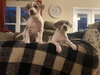 CareBear - Holly's Litter