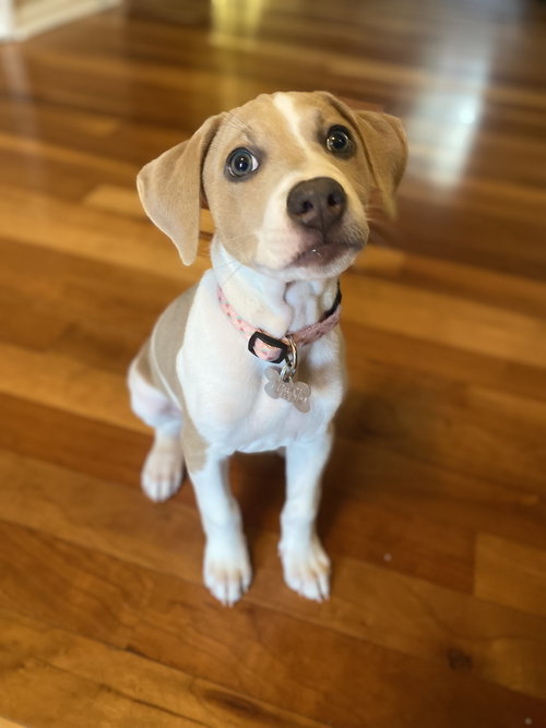 CareBear - Holly's Litter