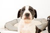 Holly’s Litter - Ozzie