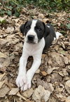 Holly’s Litter - Ozzie