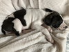Holly’s Litter - Ozzie
