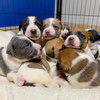 Holly’s Litter - Ozzie