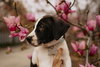 Holly’s Litter - Ozzie