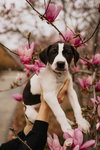 Holly’s Litter - Ozzie
