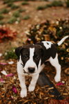 Holly’s Litter - Ozzie
