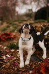 Holly’s Litter - Ozzie