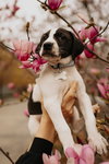 Holly’s Litter - Ozzie