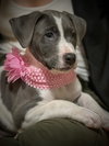 Holly's Litter - Coconut