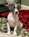 Holly's Litter - Coconut