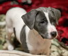 Holly's Litter - Coconut