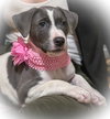 Holly's Litter - Coconut