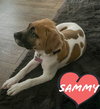 Sammy