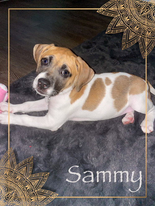 Sammy