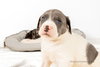 Holly's Litter - GrayBear