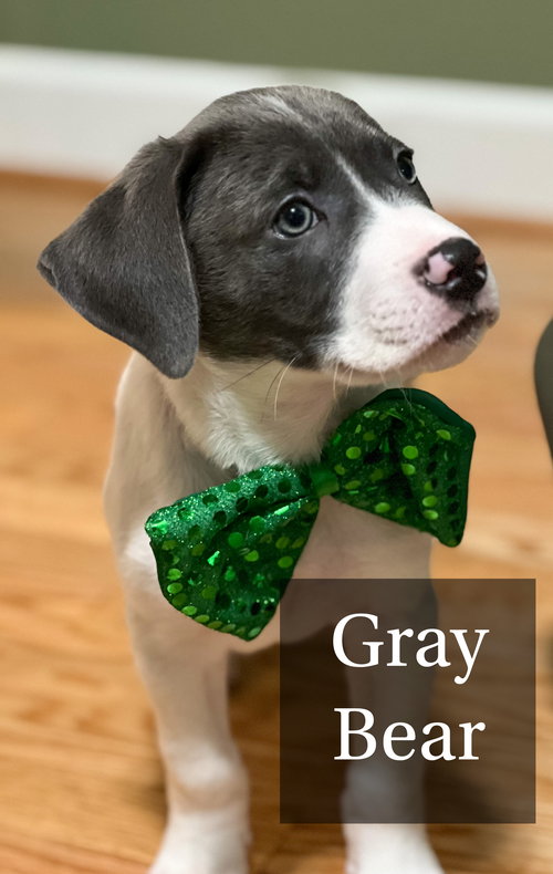 Holly's Litter - GrayBear