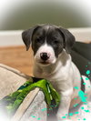 Holly's Litter - GrayBear