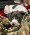 Holly's Litter - GrayBear