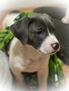 Holly's Litter - GrayBear