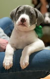 Holly's Litter - GrayBear