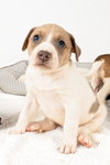 Holly's Litter - Poppy