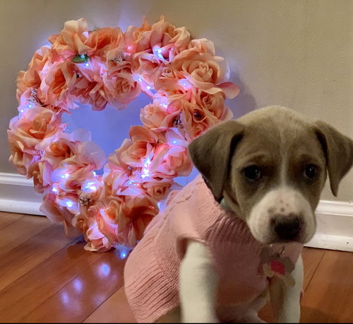 Holly's Litter - Poppy