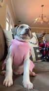Holly's Litter - Poppy