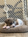 Holly's Litter - Poppy