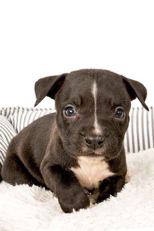 Oliver - Holly’s litter