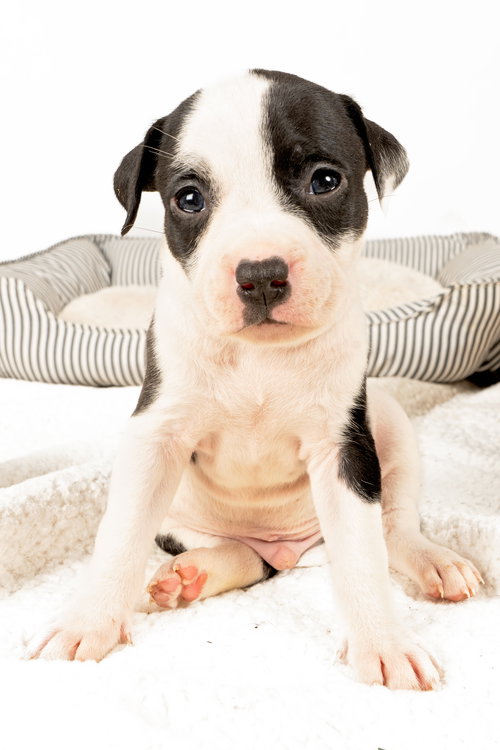 Holly's Litter - Twist